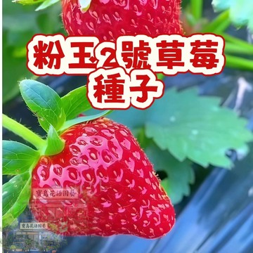🍓草莓種子 【粉玉2號草莓種子】陽台庭院盆栽植物種子  四季種植當年結果  精選高發芽率95% #Strawberr