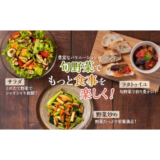 ふるさと納税 静岡県 袋井市 とれたて 野菜パック  季節の野菜 セット 詰め合わせ 10品前後 野菜セット 野菜詰め合わせ 野菜 ジャガイモ 人参 大根 小松菜 白…