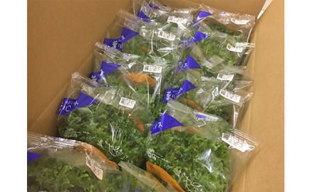 植物工場産　洗わずに食べられるフリルレタス　12袋セット