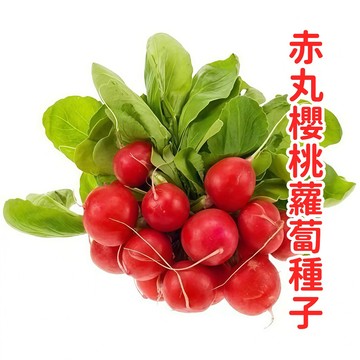 赤丸櫻桃蘿蔔種子 台灣現貨 二十日蘿蔔 小型紅蘿蔔 四季可種 速收成 家庭菜園 盆栽專用 生吃涼拌 脆甜多汁 新手友善