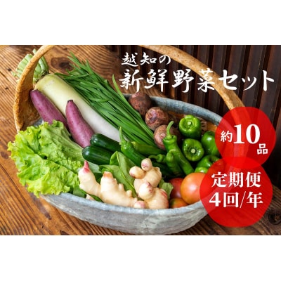 越知産市の季節の野菜セット(年4回発送)　産地直送　旬野菜