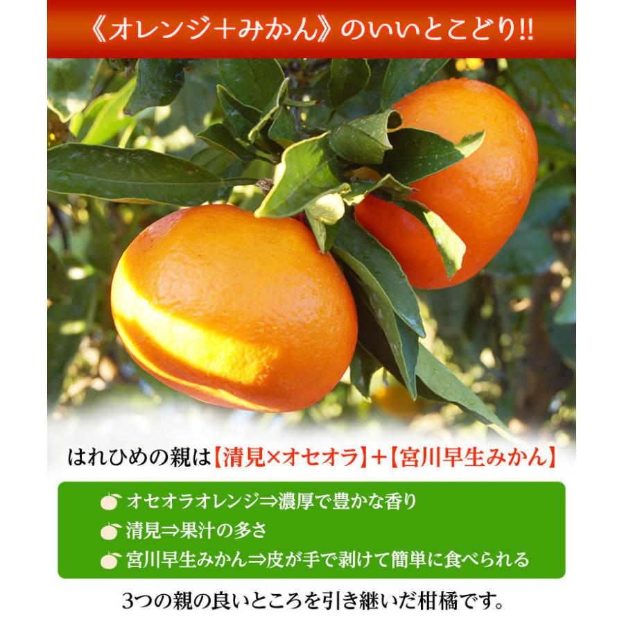 『はれひめ』愛媛県産柑橘 M〜3Lサイズ 約5kg 産地箱入 ※常温 送料無料