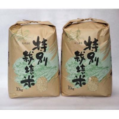 ふるさと納税 諫早市 特別栽培米　九州のこだわり玄米　食べ比べ10kg×2