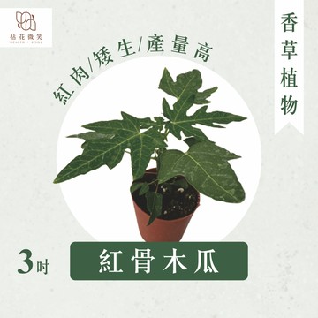 【拈花微笑】木瓜｜4.5吋｜水果植物｜矮生紅肉｜產量高甜度高｜生育強｜抗蟲品種