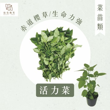 【拈花微笑】活力菜｜3吋｜赤道櫻草｜日本黑珠菜｜3吋｜菜苗｜料理｜食用蔬菜｜調味料｜烹飪｜有機｜蔬果