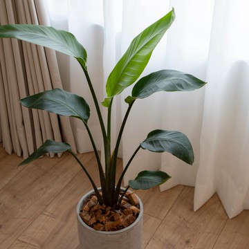 【室內盆栽】天堂鳥(小) 開幕盆栽 盆栽送禮 升遷送禮 企業送禮