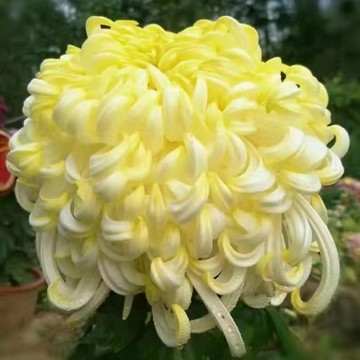 🇯🇵【日系風雅】日本龍爪菊花種子/花瓣纖長捲曲如龍爪/花形奇特別緻/陽台盆栽易種