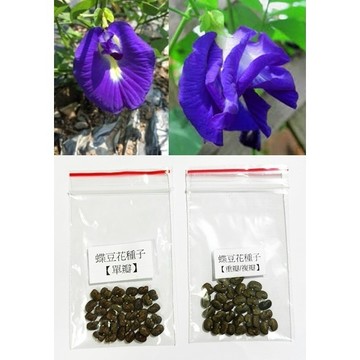 【SuperGo速購】【30顆/包(每顆只要1元)】蝶豆花種子(單瓣/重瓣)現貨(快速出貨)