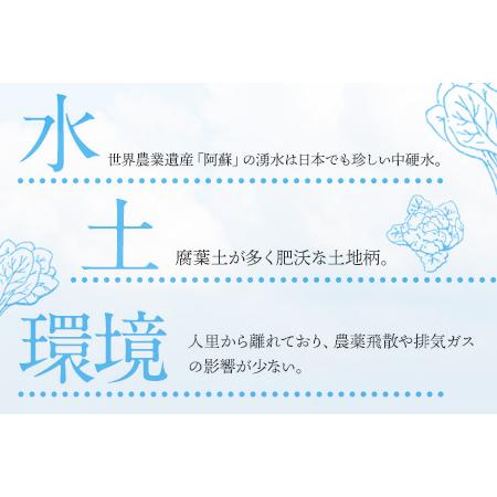 ふるさと納税 南阿蘇オーガニック 旬の野菜セット10種類以上詰め合わせ《30日以内に順次出荷(土日祝除く)》熊本県 南阿蘇村 野菜 カブ ビーツ .. 熊本県南阿蘇村