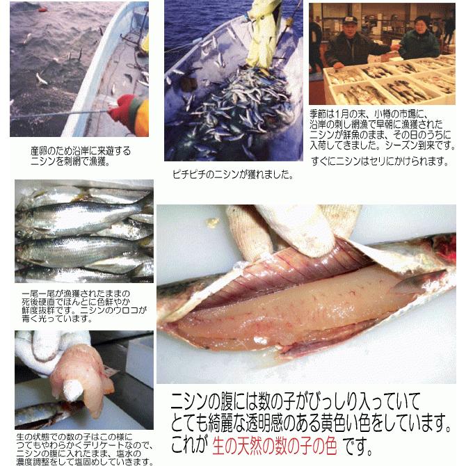 国産！小樽前浜産 無添加・無漂白 塩数の子 400g 化粧木箱入 北海道産 北海道小樽産カズノコ 小樽かね丁 鍛冶商店 期間限定