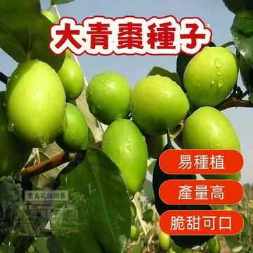 🍐棗子種子 【大青棗種子】 臺灣在地新鮮採收！爆甜多汁巨無霸大青棗種子，居家盆栽易種活，果樹苗現採鮮活發芽率高