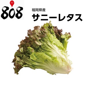 サニーレタス　1パック　約300g旬の味覚 グルメ 野菜セット 詰め合わせ