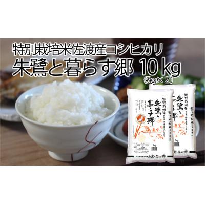 ふるさと納税 佐渡市 特別栽培米佐渡産コシヒカリ・朱鷺と暮らす郷10kg(5kg×2)全12回