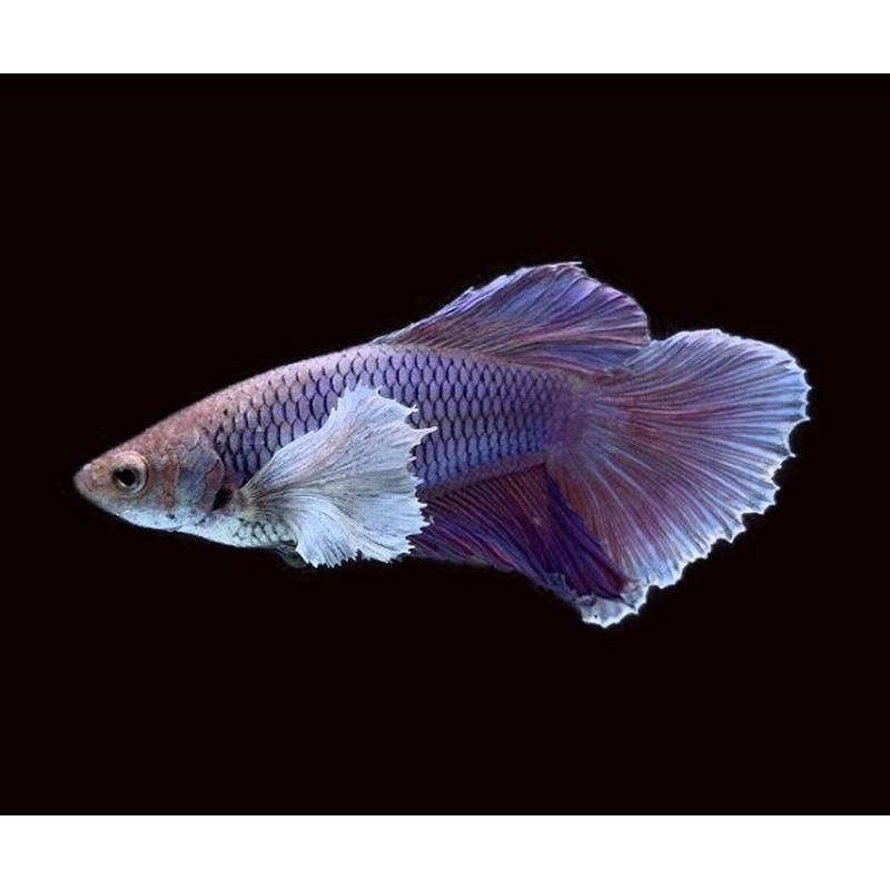 高級ベタ 一点物 ベタ ハーフムーン C 生体 通販 Lineポイント最大0 5 Get Lineショッピング