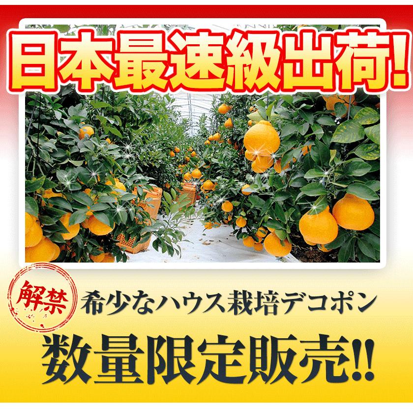 熊本県産 デコポン 優品 約1.8kg前後〜約2kg前後 送料無料 個別光センサー選果 高品質保証 贈答用 ギフト  12月中旬-12月末頃より発送予定