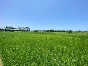 新豐/瑞興國小/新庄子市區/308坪美田｜新竹縣新豐鄉青埔子