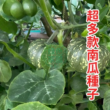 蝦皮熱銷【超多款南瓜種子】四季庭院陽台菜園種植 蔬菜種子 蜜本南瓜 貝貝南瓜 板栗南瓜 香芋南瓜種子 高產抗病