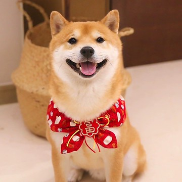 【汪喵森活】 春節 4款30kg內 紅色領巾 寵物圍巾結婚 婚禮 過年圍巾 狗圍巾 狗圍脖 貓圍巾 寵物配件 新春 新年