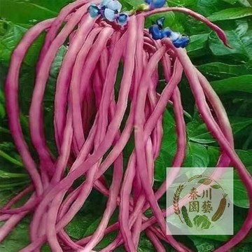 【免搭架懶人豆】紅條無架豆角種子｜陽台盆栽首選 直立生長省空間｜肉厚少筋 快炒燉煮都好吃｜台灣在地適種 附簡易教程
