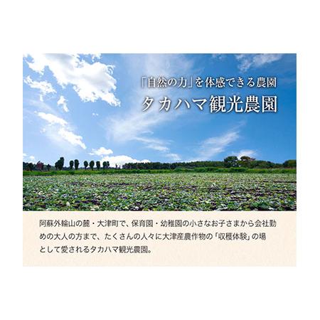 ふるさと納税 熊本県大津町産 タカハマ観光農園のシルクスイート 約5kg《12月中旬-4月末頃より順次出荷》 さつまいも 芋 秋の味覚 熊本県大津町