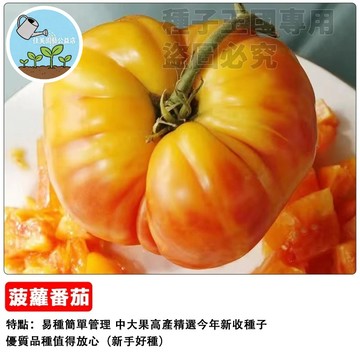 鳳梨番茄種子 盆栽水果番茄 可留種 彩虹色小番茄 生食聖品 觀賞食用 家庭農場 園藝療癒 台灣現貨