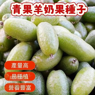 🔥🔥熱銷（青果羊奶果種子）當季新籽 發芽率高 產量高  爆甜多汁 四季可播  陽台庭院盆栽水果種子