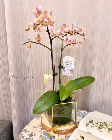 植物苔球