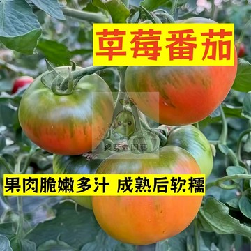 🌱早熟高產 草莓番茄種子FQ-17  果肉脆嫩多汁 成熟后软糯 抗病性强 易生長  抗病抗旱易種植 高產爬藤蔬菜種子