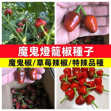 鬼椒 種子 世界級辣度 魔鬼椒 地獄辣椒 朝天椒 超辣 盆栽 陽台 廚房香料 自種挑戰 食用 觀賞 辣椒粉 調味
