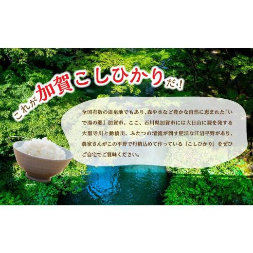 ふるさと納税 石川県 加賀市 石川県加賀市産 こしひかり精米5kg(令和5年産〜)