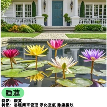 碗蓮種子 迷你睡蓮種子 荷花種子 水生植物 水芙蓉 室內陽台盆栽 庭院造景 水景植物 開花植物 種子盆栽 DIY