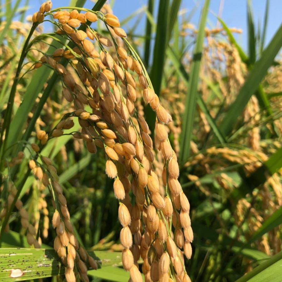 千葉県産　ミルキークィーン　乾式無洗米　10ｋｇ（5ｋｇ×2）令和4年産