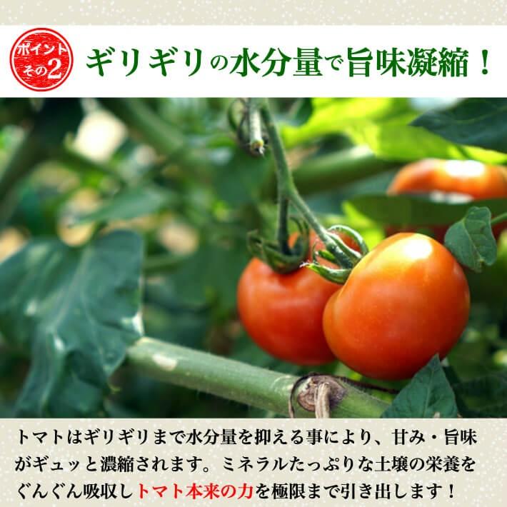 ＼12月中旬発送予約／ トマト フルーツトマト 高知県産 高濃度 ミニトマト 約2kg 高級 訳あり ギフト