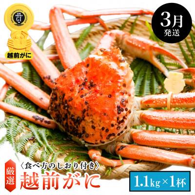 ふるさと納税 越前町 ≪浜茹で≫ 越前がに 特大サイズ(生で1.1kg以上) × 1杯