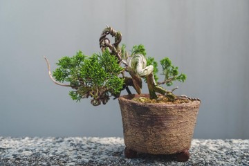 日系盆栽品種 系魚川真柏舍利變化多 細魚川造型盆栽配手工盆