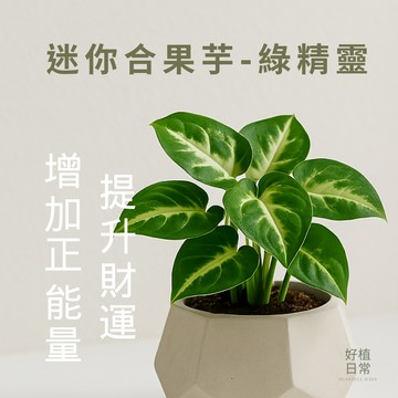 【好植日常】綠精靈合果芋 - 風水小綠植淨化空氣  招財轉運首選