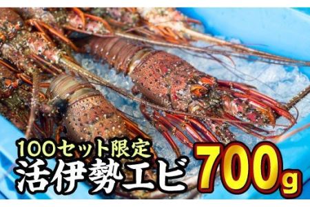 活伊勢エビ 約700gセット （２〜３尾）《10月12日～4月期間限定出荷：先行予約も可（到着日時指定必須商品）》　HA-45