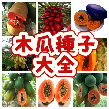 【木瓜種子】四季木瓜 台灣木瓜 庭院果樹 自家栽培 水果種子 易種植 生長快速 果實香甜 適合盆栽 熱帶果樹 四季可種