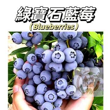 嘉義現貨（綠寶石藍莓種子BM-20）碩大脆甜、汁水充沛、風味清，甜度高，酸度低~@水果種子藍莓種子