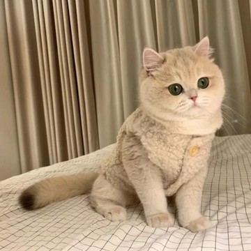 寵物衣服 貓咪保暖衣 寵物保暖衣 可愛ins貓咪衣服保暖羊羔毛馬甲背心泰迪博美寵物狗狗冬裝秋冬款『xy13368』