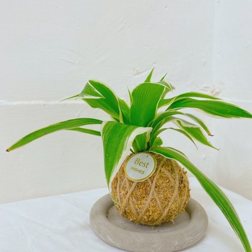 【植物苔球】吊蘭 苔球  療癒 文青 送禮 觀葉植物 室