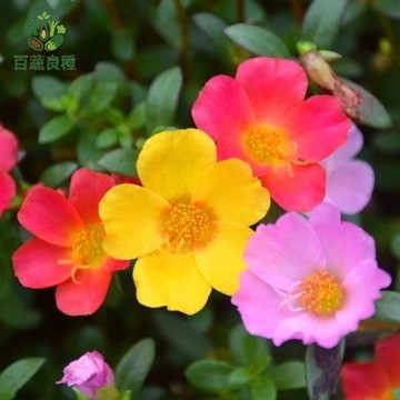 馬齒莧種子 豬母乳 寶釧菜 長壽菜 五行菜 台灣野菜種子 耐旱植物 可食地披 野菜種子 家庭菜園 陽台盆栽 保健蔬菜