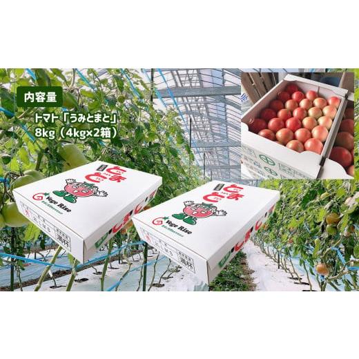 ふるさと納税 熊本県 玉名市 ＜１月以降発送＞玉名市産トマト「うみとまと」 8kg（4kg×2箱）