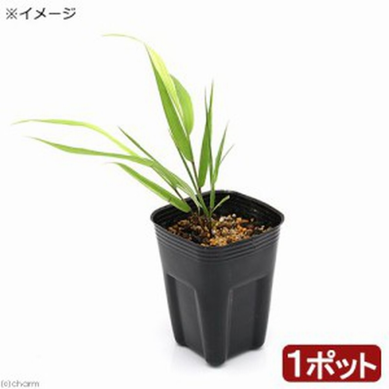 山野草 フウチソウ 楓知草 シロイトフウチソウ 白糸楓知草 ３号 １ポット 通販 Lineポイント最大1 0 Get Lineショッピング