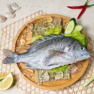 生態養殖黑鯛