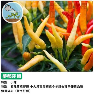 夢都莎辣椒種子 小辣青椒 自種盆栽 家庭菜園 陽台種植 食用觀賞兩用 新鮮椒種 台灣適種 簡單好種 新手適用 產量高