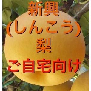 早割　梨　訳あり　新興2kg（4〜8玉入り）　送料無料　冬梨　2024年産予約