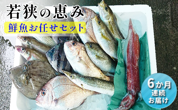 若狭の恵み 鮮魚ボックス（種類はお任せ）