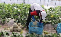 北海道 富良野産 赤肉メロン 2玉 大玉サイズ (中山農園)