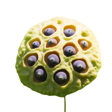 【萬泰豐團購】 現貨  台南小農採收  四季荷花碗蓮種子 50顆/包  品種混色 蓮花種植指南  HT